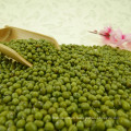 2012 new crop small green mung bean for sprouting with cheapest price